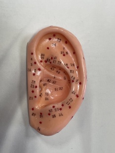 Муляж Ухо 1:1 (точки подписаны) фото 6045